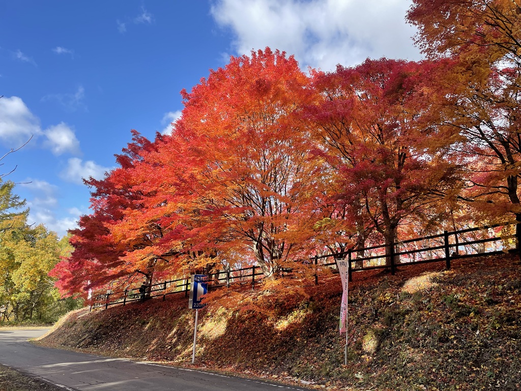不習岳のもみじの紅葉を見に行ってきました!!